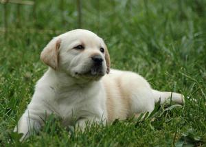 拉布拉多尋回犬