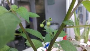 小果香草 小果香草