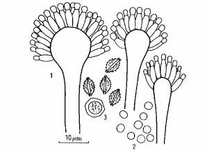 淺黃新薩托菌 淺黃新薩托菌