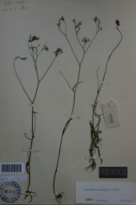 細葉苦蕒 細葉苦蕒