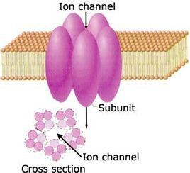 離子通道 離子通道