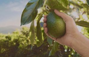 熟牛油果 熟牛油果