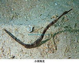 小頜海龍 小頜海龍