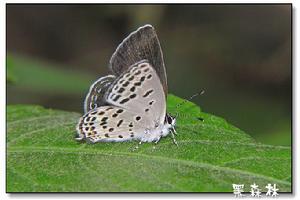 點玄灰蝶 點玄灰蝶
