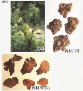 四棱果科 四棱果科