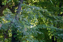 鐮苞鵝耳櫪 鐮苞鵝耳櫪