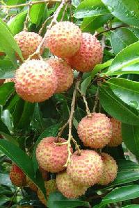 桂味荔枝 桂味荔枝