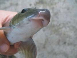 暗色唇魚 暗色唇魚