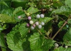 大九節鈴 大九節鈴