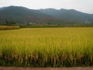 （圖）水稻種植 