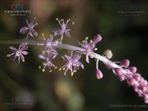 綿棗兒屬 綿棗兒屬