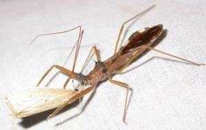 六刺素獵蝽 六刺素獵蝽