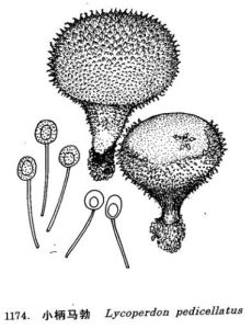 小柄馬勃 小柄馬勃