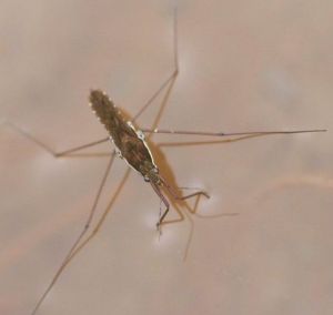 細角黽蝽 細角黽蝽