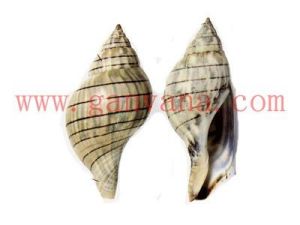 黑線旋螺 黑線旋螺