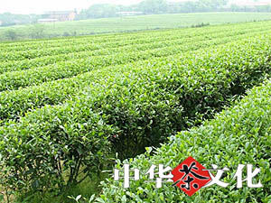 梁渡銀針 梁渡銀針