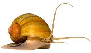 pomacea canaliculata