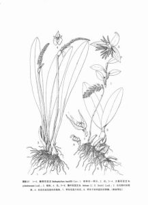 大苞石豆蘭 大苞石豆蘭