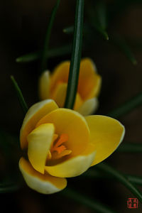 黃窪瓣花