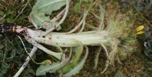 羽裂絹毛苣 羽裂絹毛苣