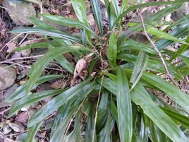 廣東苔草 廣東苔草