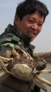 榮紅兵在江蘇陽澄湖養殖大閘蟹