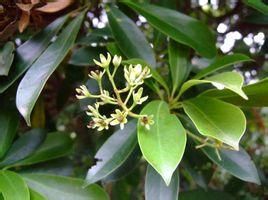 瓊桂潤楠 瓊桂潤楠