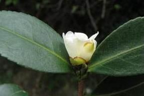 元江短蕊茶 元江短蕊茶