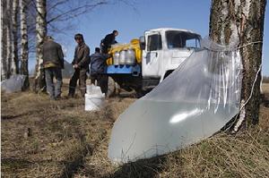 樺樹液[產品原料]