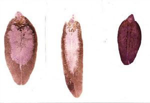 （圖）歐洲扁蠣