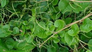 落葵薯屬 落葵薯屬