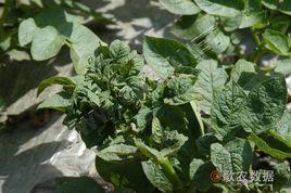 馬鈴薯卷葉病毒 馬鈴薯卷葉病毒