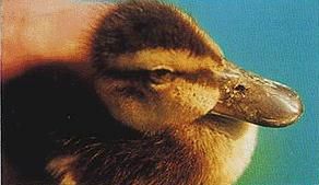 鴨傳染性竇炎 病禽眶下竇膿腫