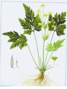 黃連溫膽湯 黃連溫膽湯