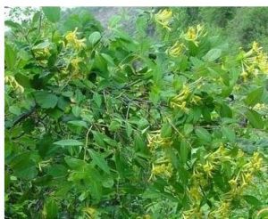 甘肅忍冬 甘肅忍冬