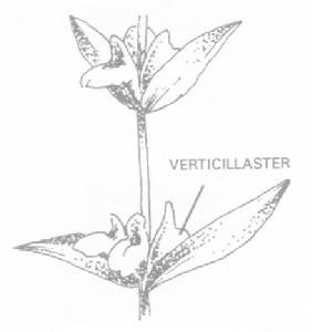 輪狀聚傘花序 輪狀聚傘花序