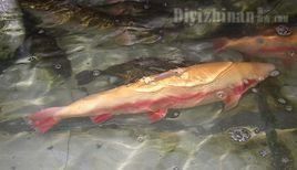 麗江三文魚 麗江三文魚