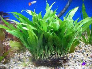 鐵皇冠[蕨類植物]