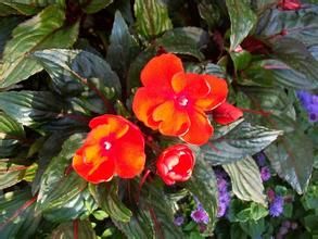 尚比亞鳳仙花 尚比亞鳳仙花