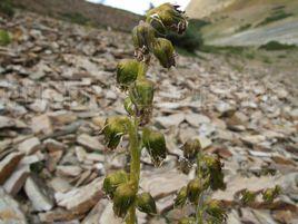 粗莖橐吾 粗莖橐吾