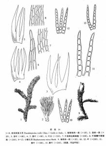 南亞擬復叉苔科