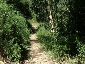 拋竹林村 拋竹林村