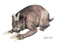 米拉鼠科 米拉鼠科