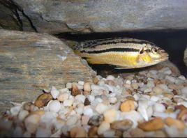 非洲鳳凰魚 非洲鳳凰魚