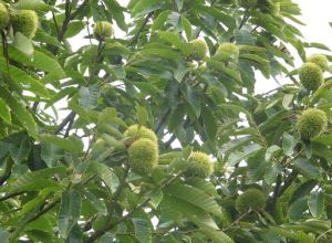 燕山則豐粟 燕山則豐粟