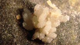 大麥蟲卵 大麥蟲卵