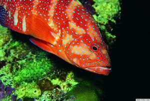 圓吻紅娘魚 圓吻紅娘魚