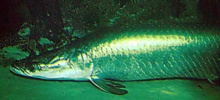 世界十大兇猛淡水魚