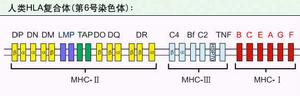 （圖）HLA複合體基因簡圖