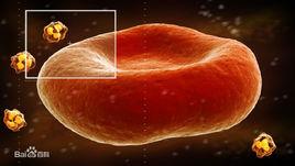 紅細胞構架 紅細胞構架